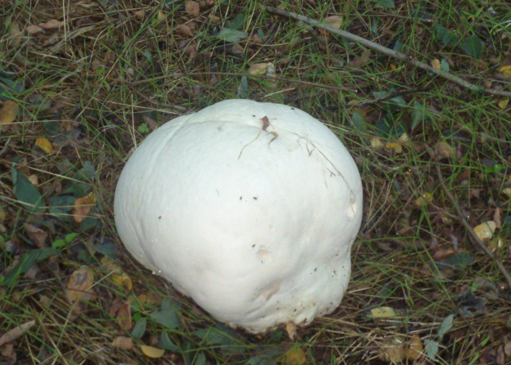 Óriáspöfeteg